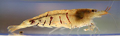tiger shrimp