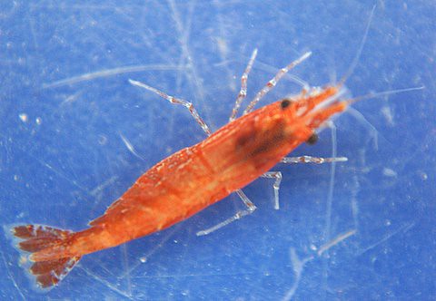 cherry shrimp