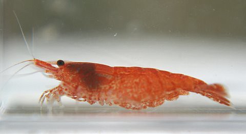 cherry shrimp