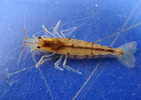 tiger shrimp