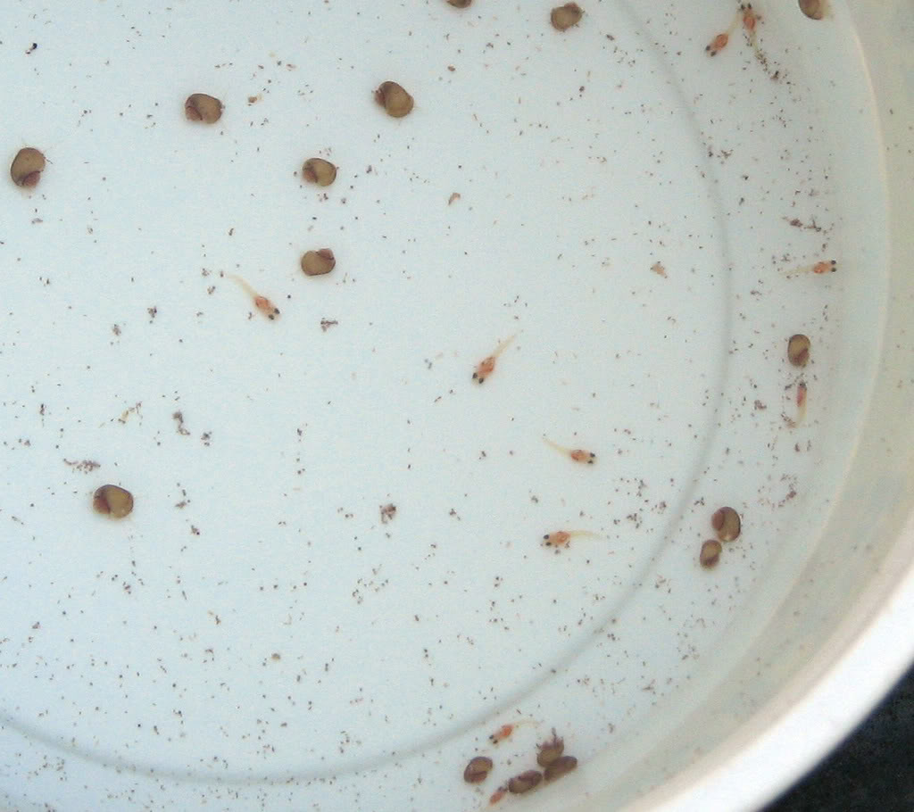 A.australe fry magnified.jpg