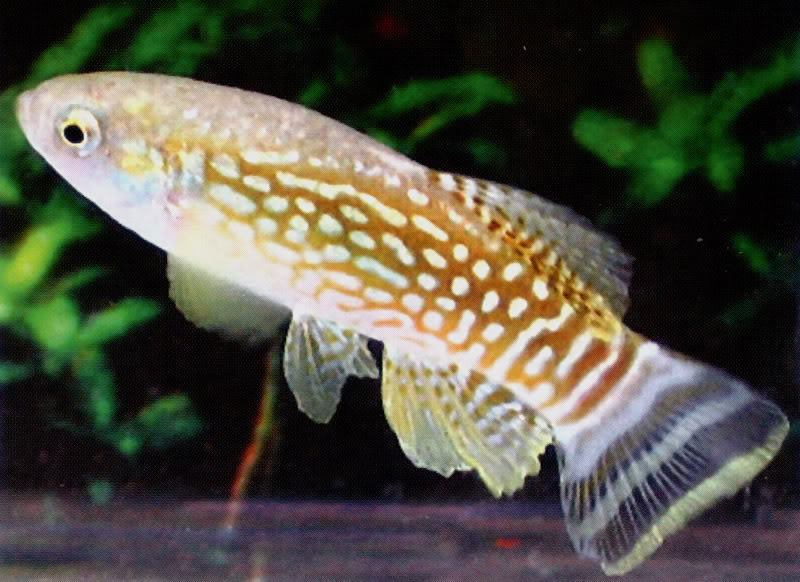 Aphanius dispar.jpg Aphanius dispar.jpg