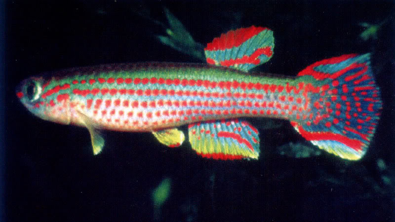 Aphyosemion striatum.jpg