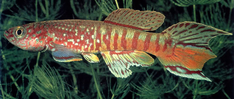 Aphyosemion-sjoestedti.jpg
