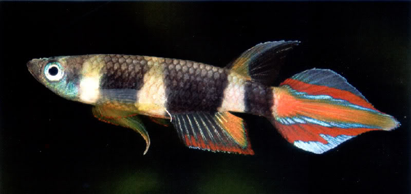 Ps-annulatus.jpg