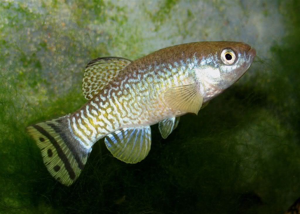 einfeshkamale.jpg